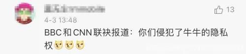 小牛看家趣聞