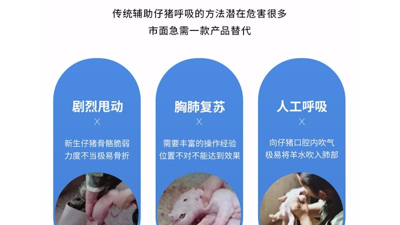 新生仔豬如何護(hù)理，確定你都了解么？小牛看家為您整理了四大關(guān)鍵點(diǎn)！