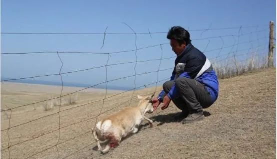 野生動物被網圍欄傷害