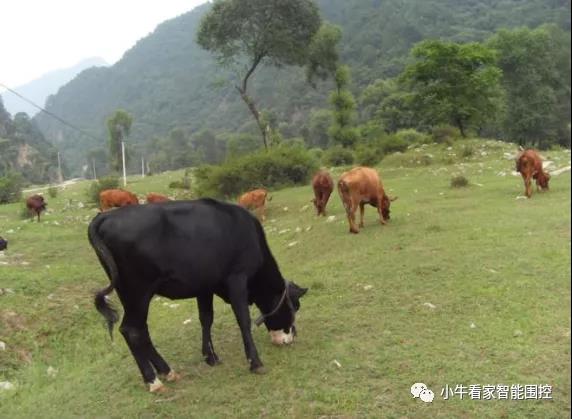 放牧無需毀林