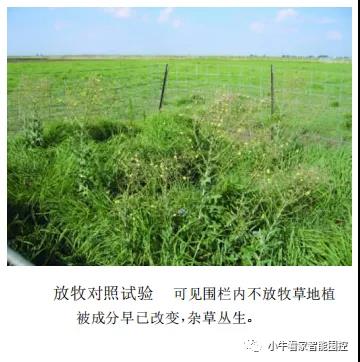 放牧破壞草原