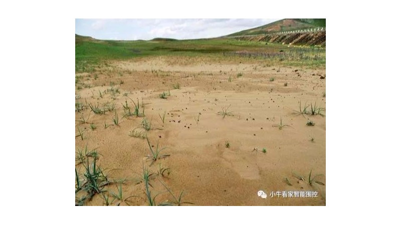 小牛看家電子圍欄面對草原荒漠化，我們能做些什么？